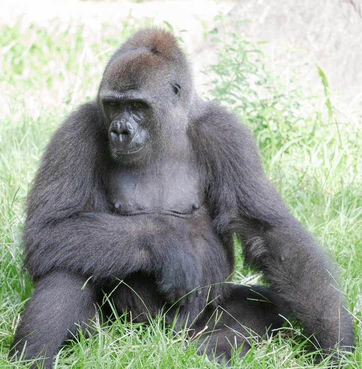 Játékbabával készítik fel az anyaságra a New Orleans-i állatkert gorilláját