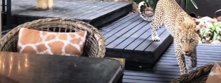 Besétált egy leopárd az étterembe vadászat közben – videó Besétált egy leopárd az étterembe vadászat közben – videó