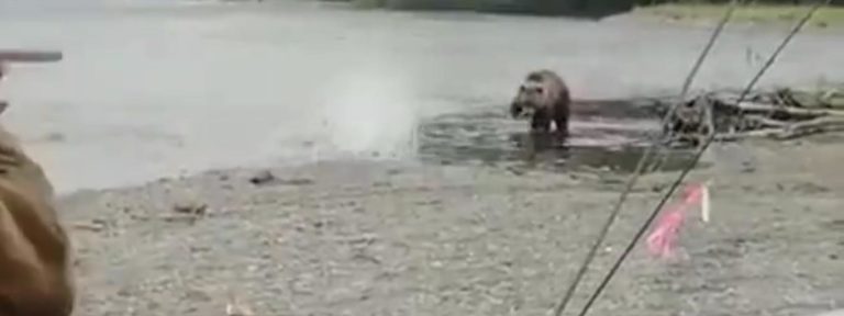 Hiába lőttek puskával a medve felé, nem érdekelte – videó Hiába lőttek puskával a medve felé, nem érdekelte – videó