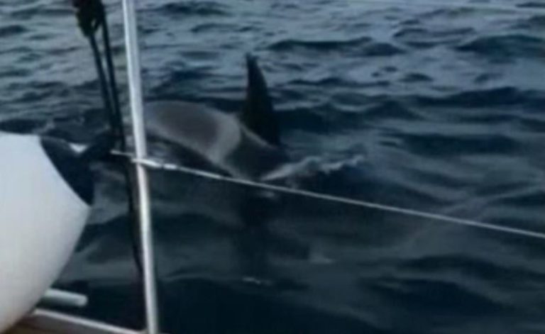 Horrorvideó a tengeren: gyilkos bálnák támadták meg egy házaspár hajóját – videó Horrorvideó a tengeren: gyilkos bálnák támadták meg egy házaspár hajóját – videó