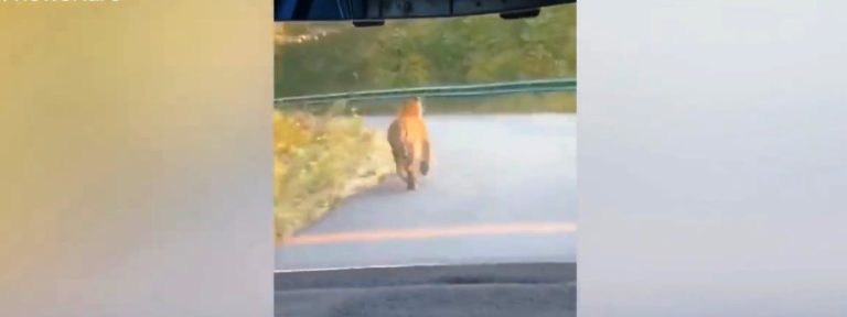 Ritka ragadozóval találkozott egy kínai autós az úton – videó Ritka ragadozóval találkozott egy kínai autós az úton – videó