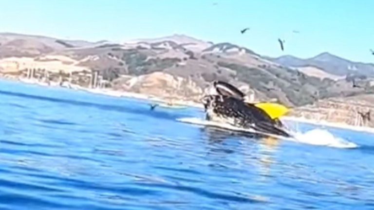 Majdnem bekapott két kajakost egy bálna – videó Majdnem bekapott két kajakost egy bálna – videó