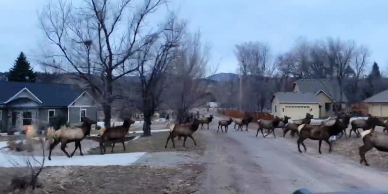 Szarvasok özönlöttek el egy amerikai várost – videó Szarvasok özönlöttek el egy amerikai várost – videó